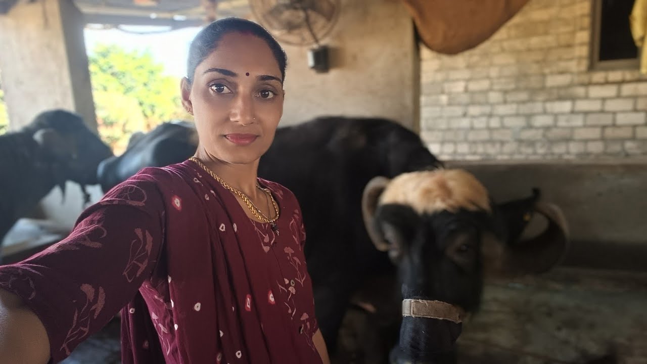 ઉનાળાની સિઝનમાં બીજી નવી ભેંસ કેટલામાં લીધી??