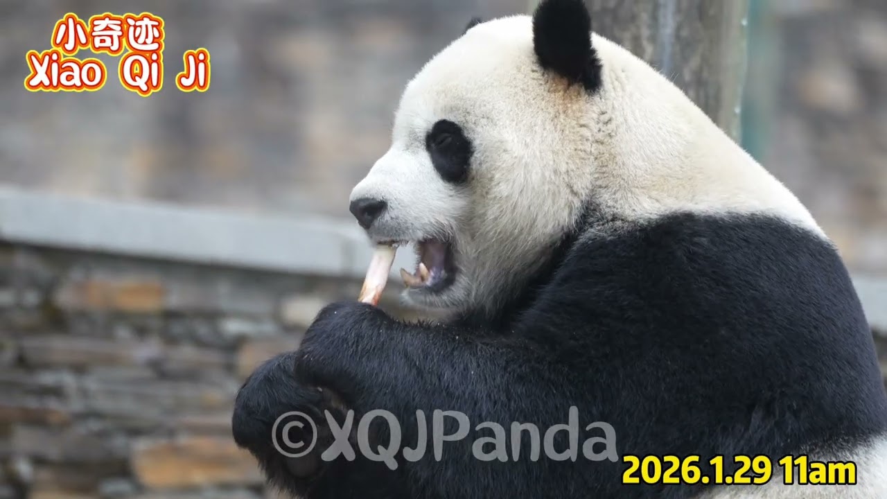 Little Miracle😘11am treats.😋😋😋🌹2026.1.29 11am🌹