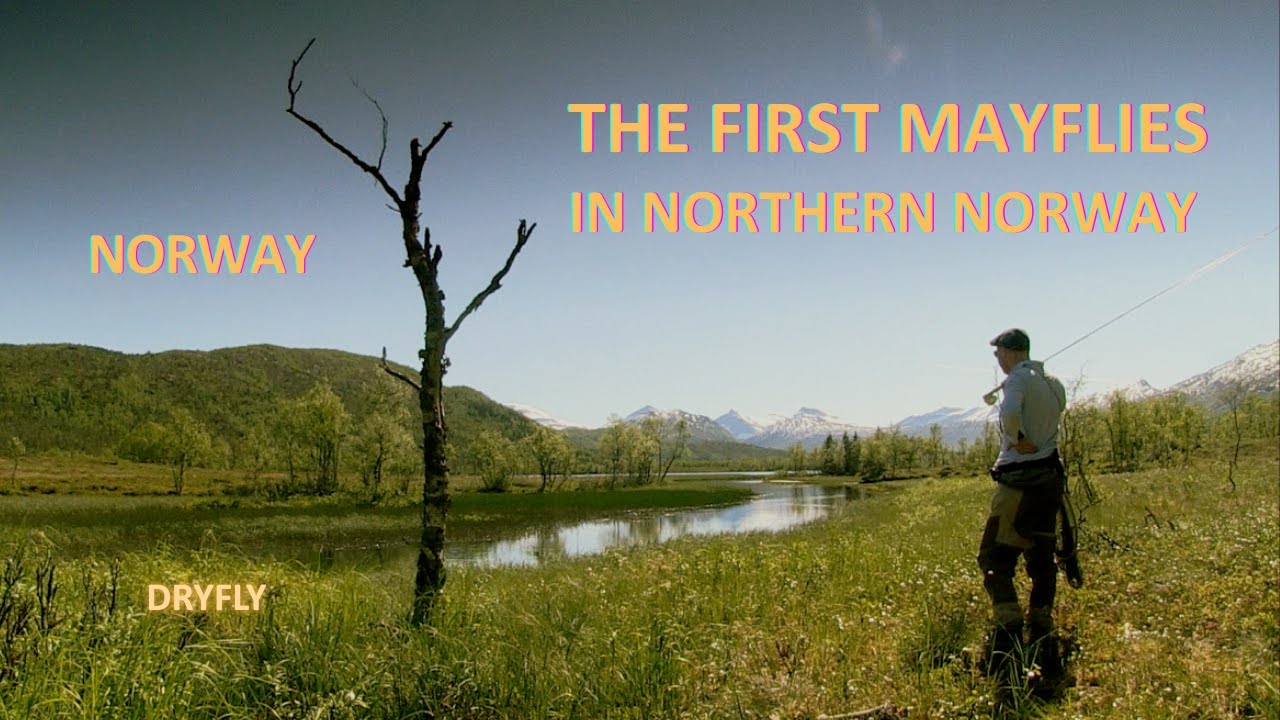 When the first mayflies appear
