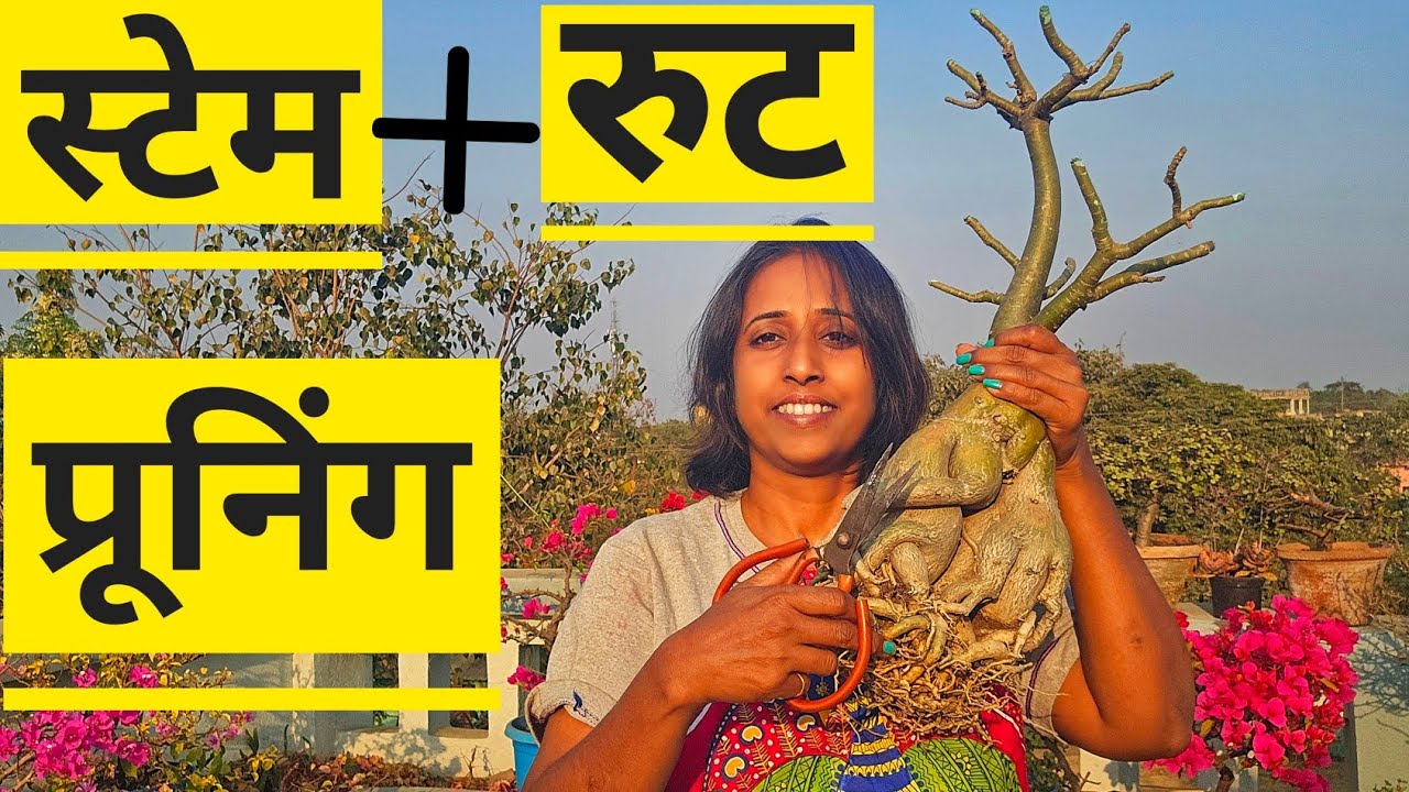 तीन तरह की Adenium प्रूनिंग: स्टेम, रूट और पुराने पौधे का खास तरीका!