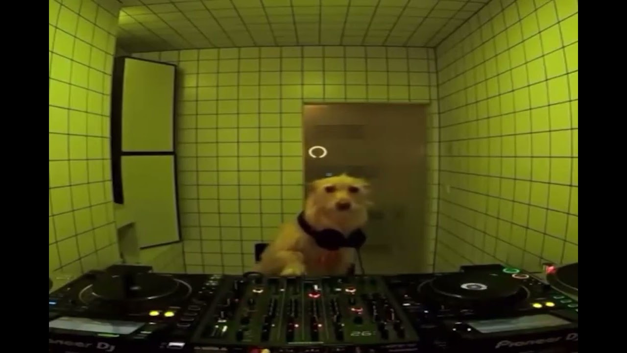 What the dog playin?