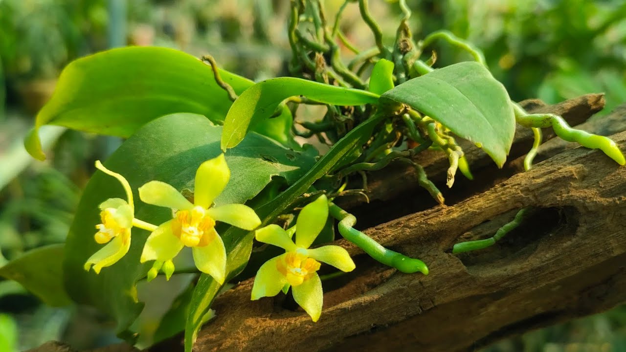 Lan môi sừng lớn vẻ đẹp thanh thoát | hoa lan và cuộc sống