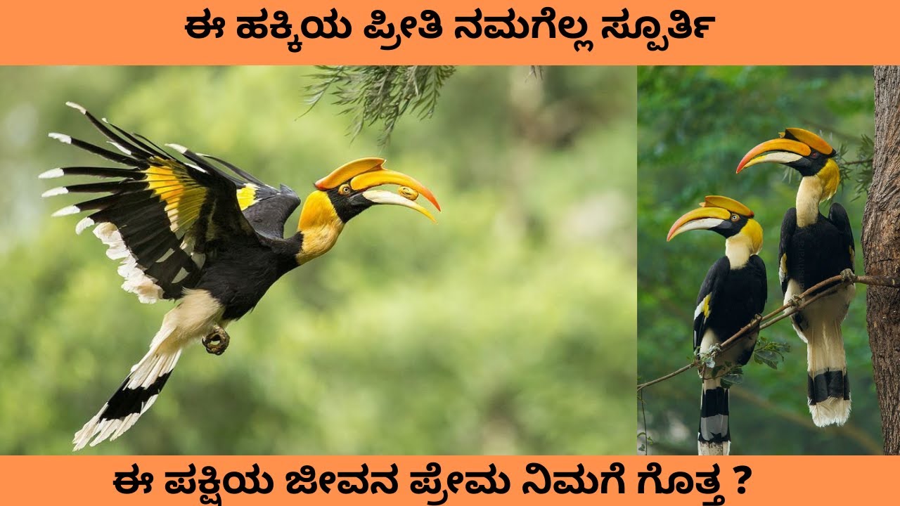 HighPitch Kannadiga |HornBill |Dandeli | Kannada |Lifestyle of HornBill |Hornbill Festival |