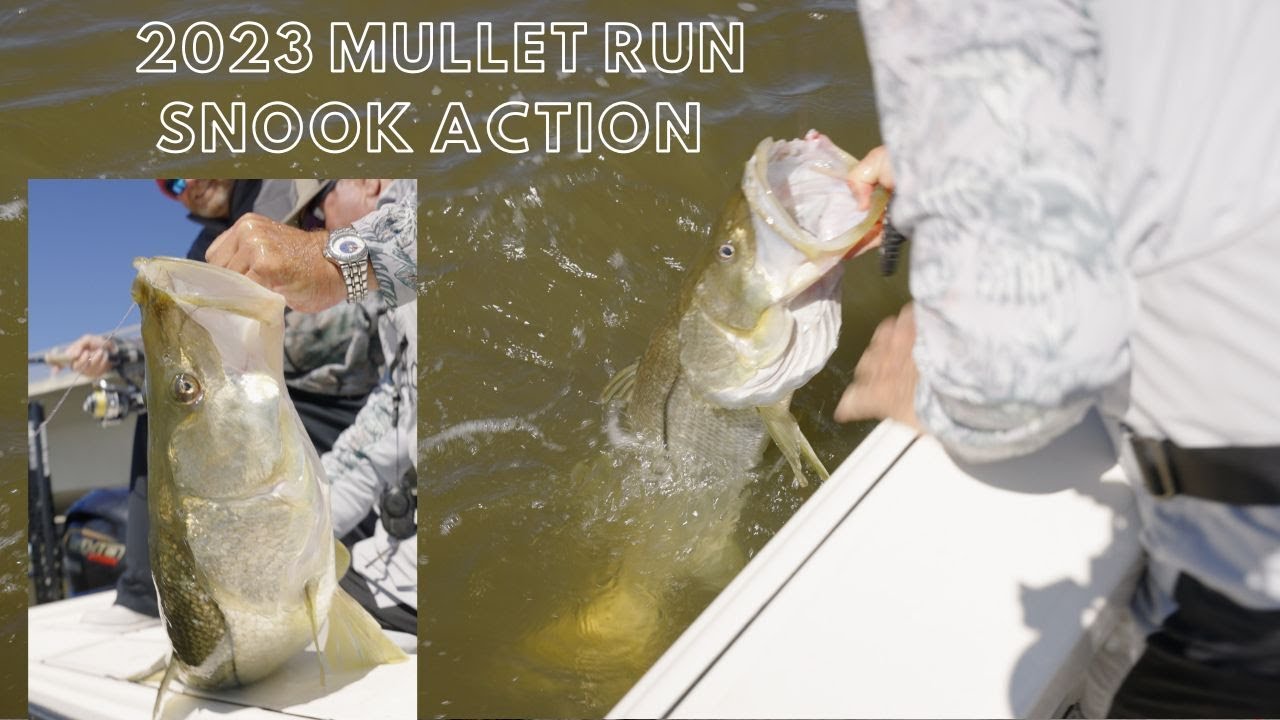 Mullet Run off Stuart FL. Monster Snook with Captain Mike Holliday