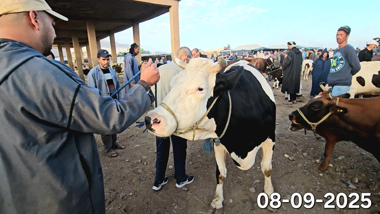مباشرة سوق الماشية لمدينة الريش إقليم ميدالت 08-09-2025،ثمن العجل 🐃ألعجلة🐂 الكسابية البقرة🐄 لتابعة 