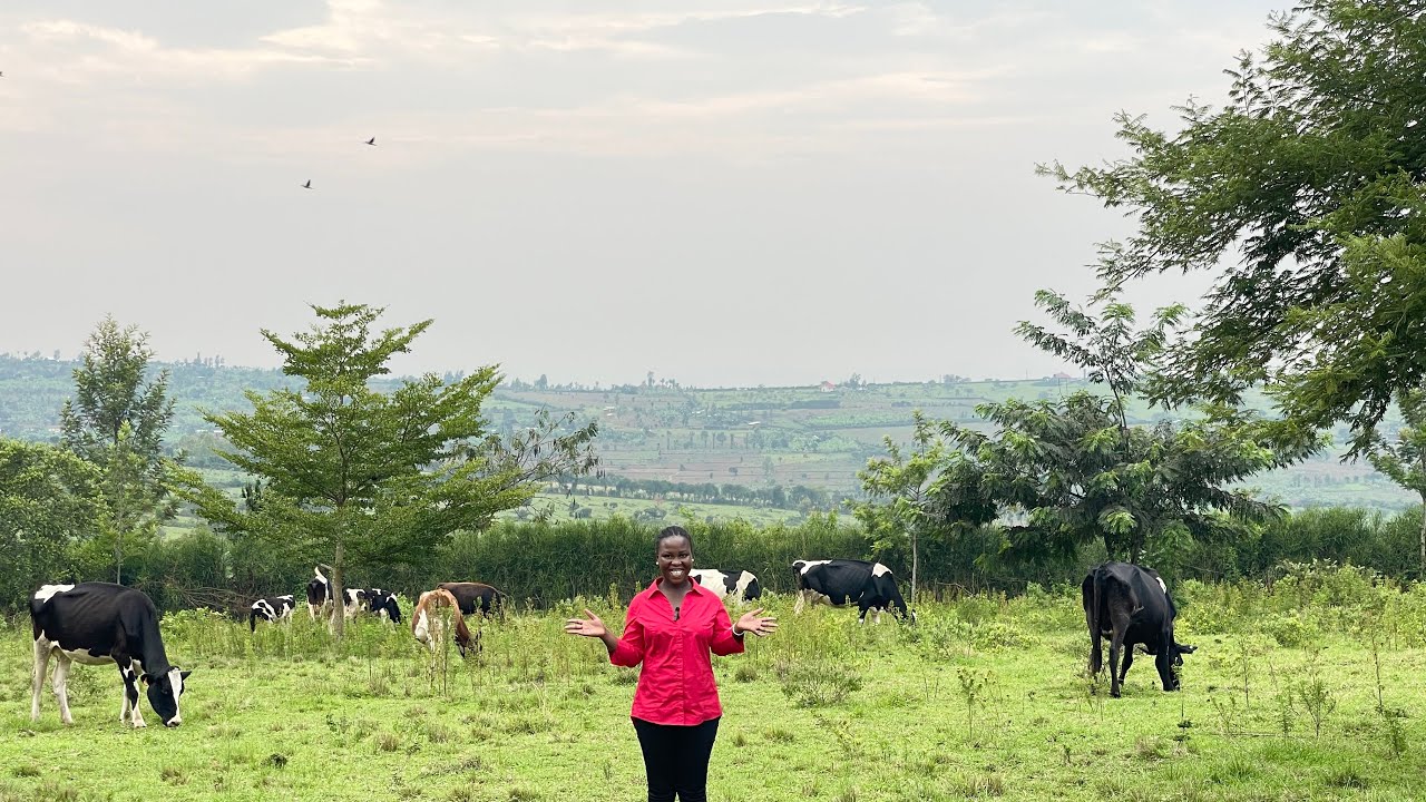 12 hectares of farmland for sale in Rwanda with a farmhouse, cowshed and a store.