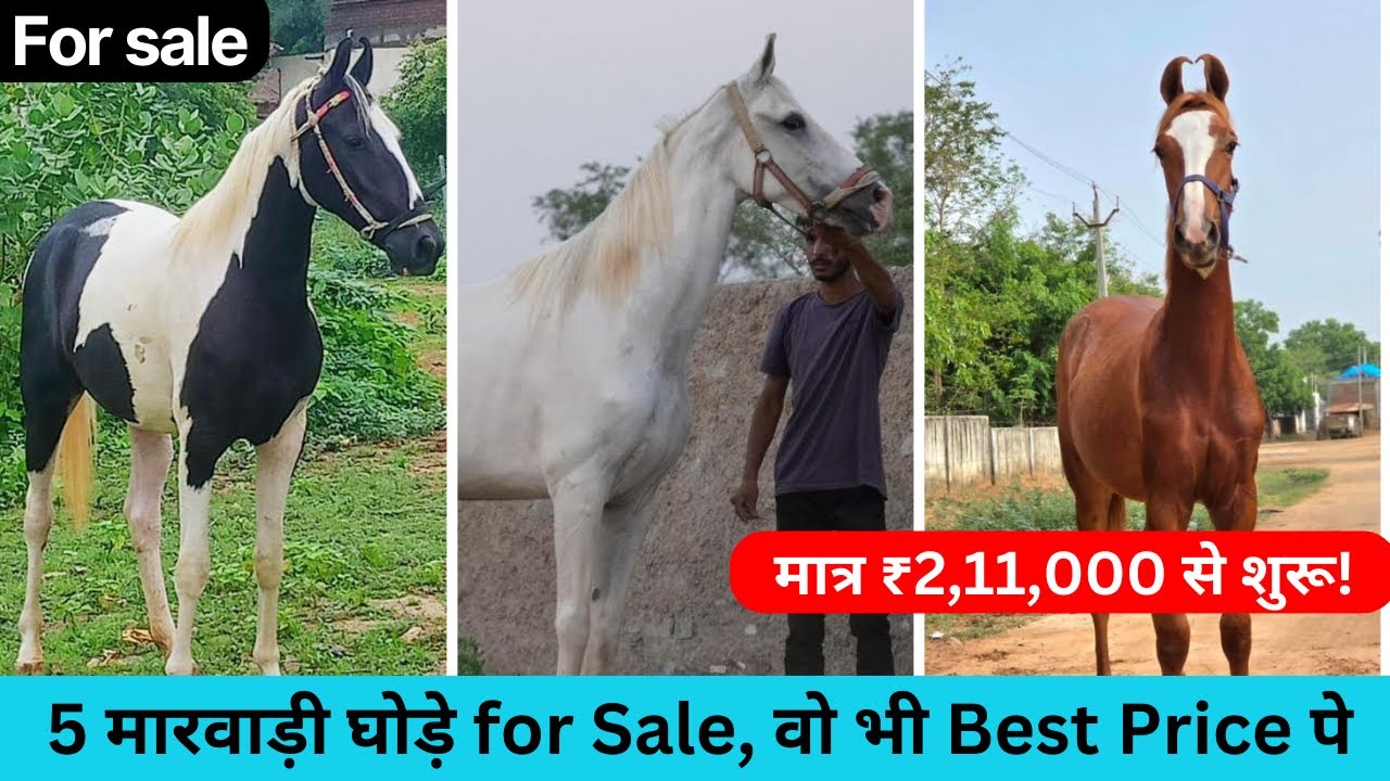Top Bloodline Marwari Mares & Filly अब सेल के लिए – वाजिब दाम में 