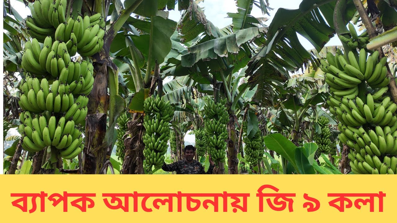 কলার নতুন জাত লাভ ২ গুণ জি নাইন কলা। g9 kola