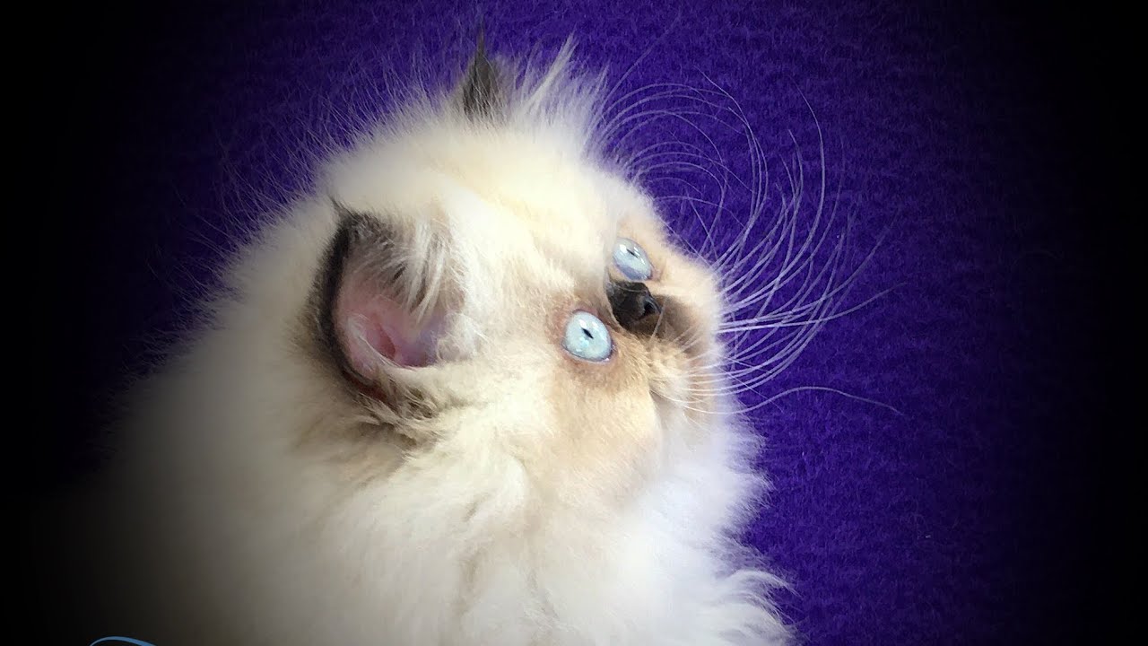 Persian Kittens!  🐈‍⬛