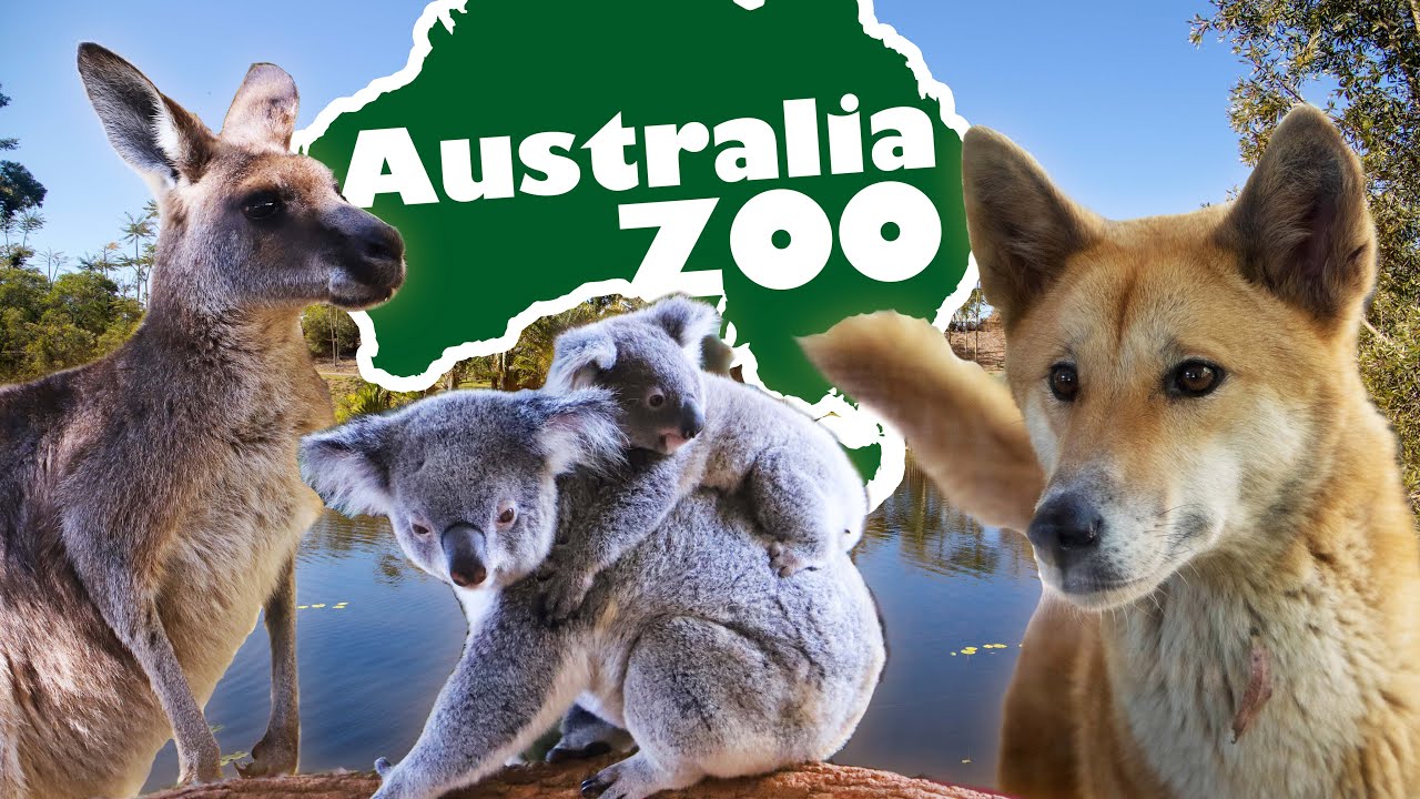 Australia Zoo Highlights