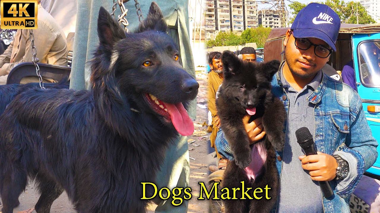 Unique and Rare Dogs at Saddar Dogs Market 31-12-2023 Karachi | القتال سوق الكلاب الاليفة