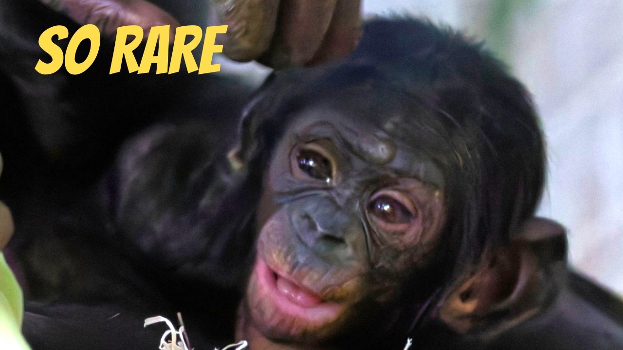 The Rarest Baby Apes in the World Just Arrived