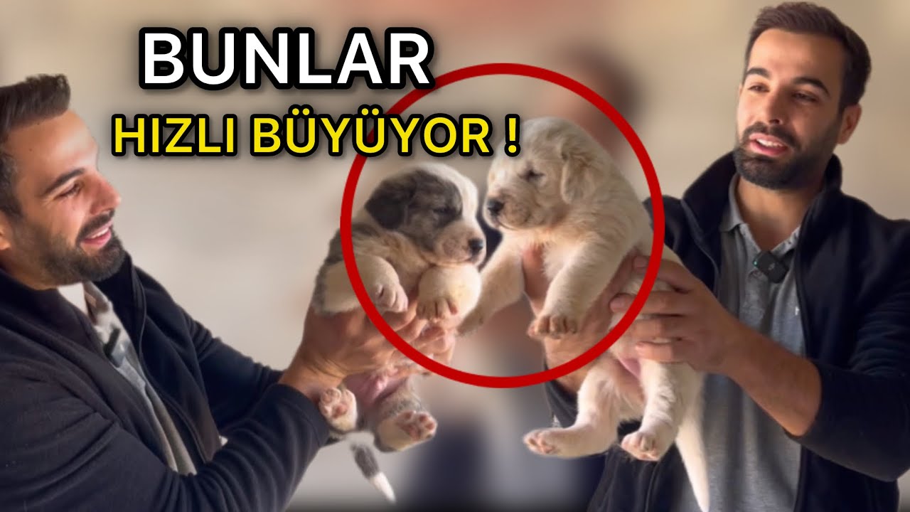 YAVRU KÖPEKLERİM ( ALABAİ ) İLK YEMEKLERİNİ YEDİLER ! KOCAMAN OLMUŞLAR !