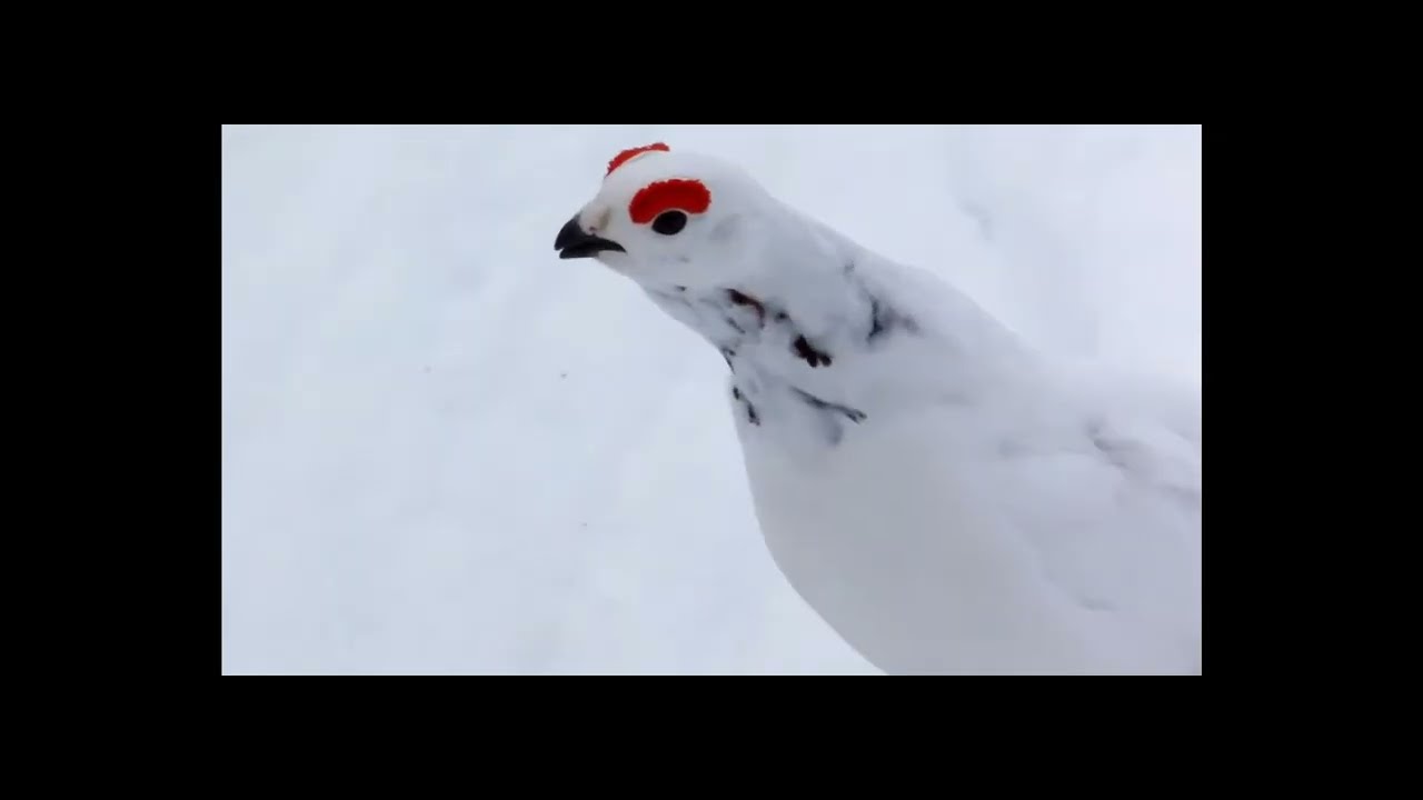 Awebo Bird 10 Hours