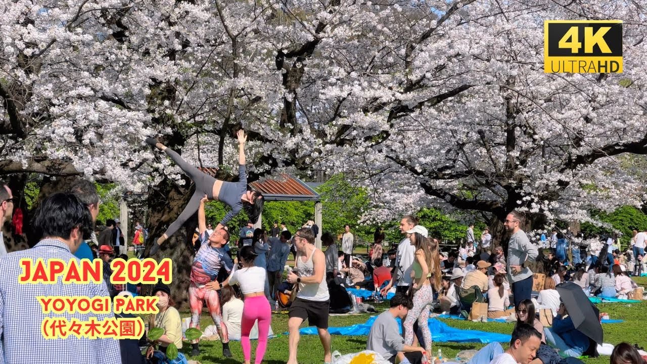 4k hdr japan travel 2024 | Cherry blossoms in Yoyogi Park（代々木公園）Tokyo  |  Nature for relaxing
