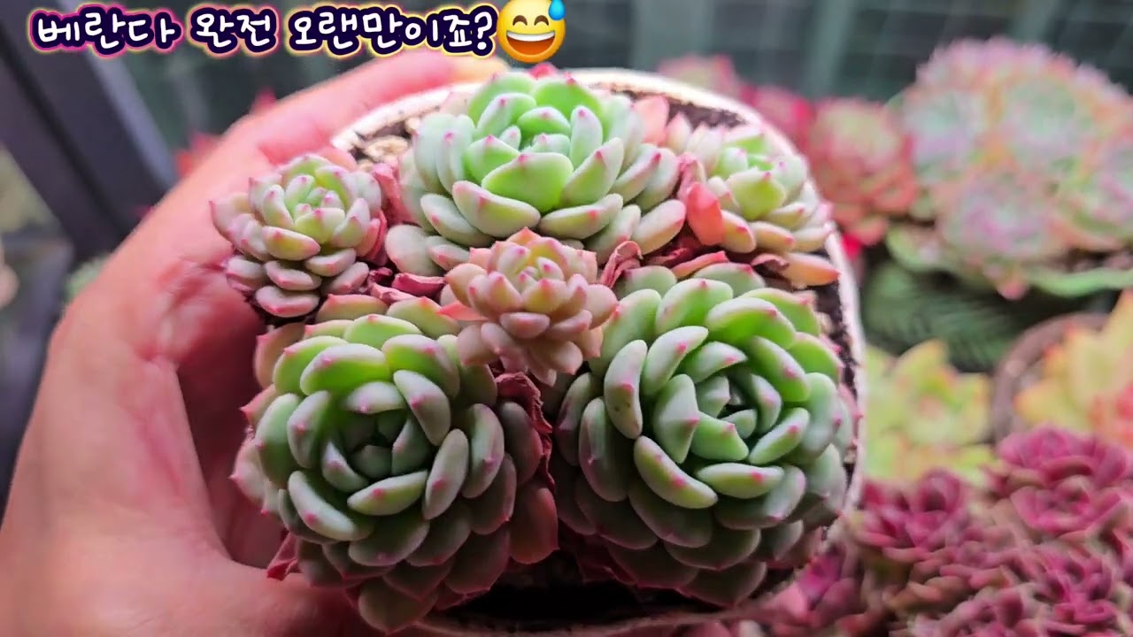  베란다 다육은 기아상태😱 #베란다다육