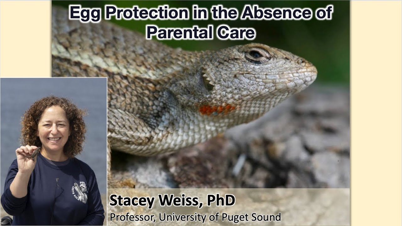 Dr. Stacey Weiss - Sceloporus Lizard Micro-biome and Egg Protection