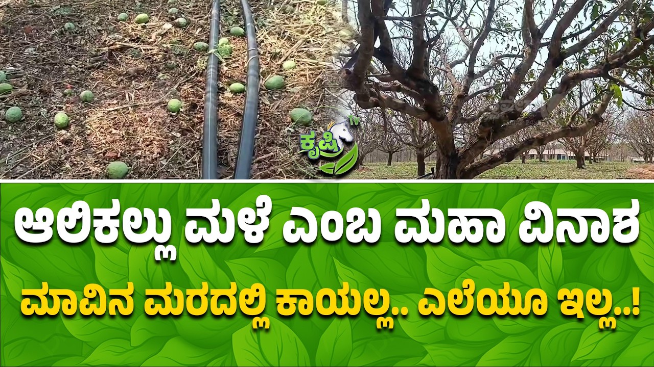 ಆಲಿಕಲ್ಲು ಮಳೆ ಎಂಬ ಮಹಾ ವಿನಾಶ ಮಾವಿನ ಮರದಲ್ಲಿ ಕಾಯಲ್ಲ.. ಎಲೆಯೂ ಇಲ್ಲ.. | Hailstorm Destroys Mango Crops