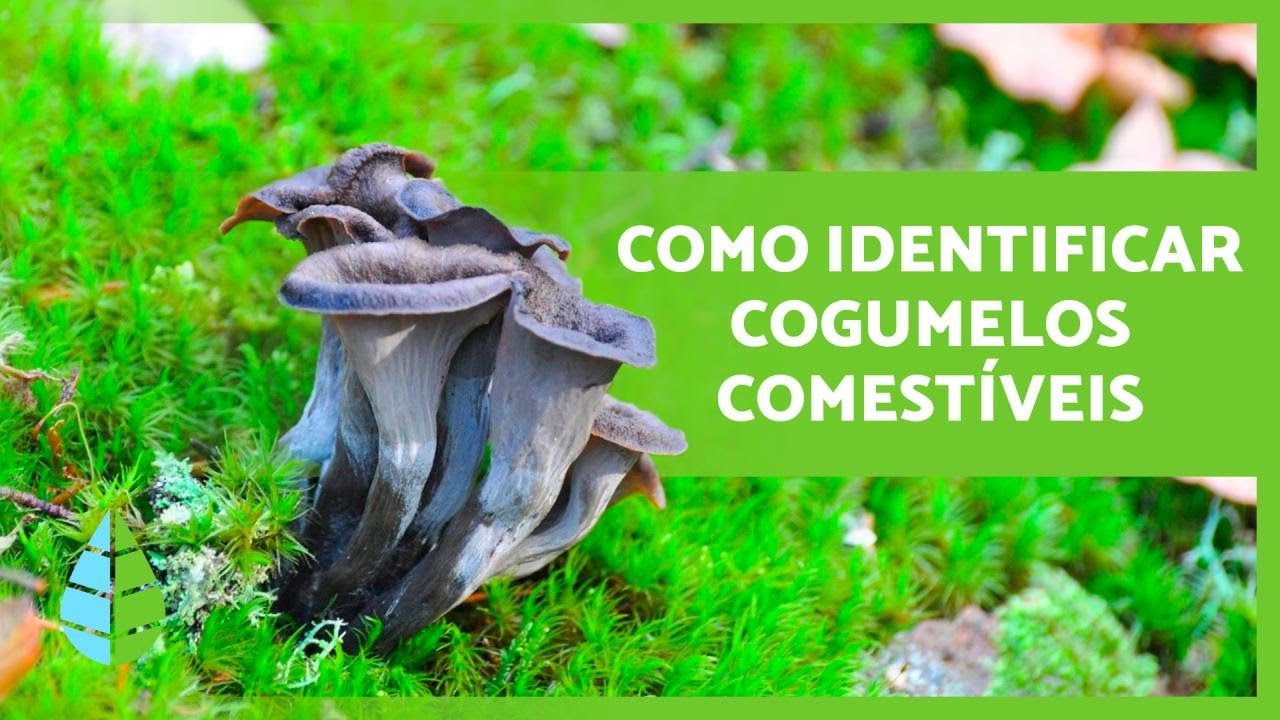 13 COGUMELOS COMESTÍVEIS 🍄 Como identificá-los?