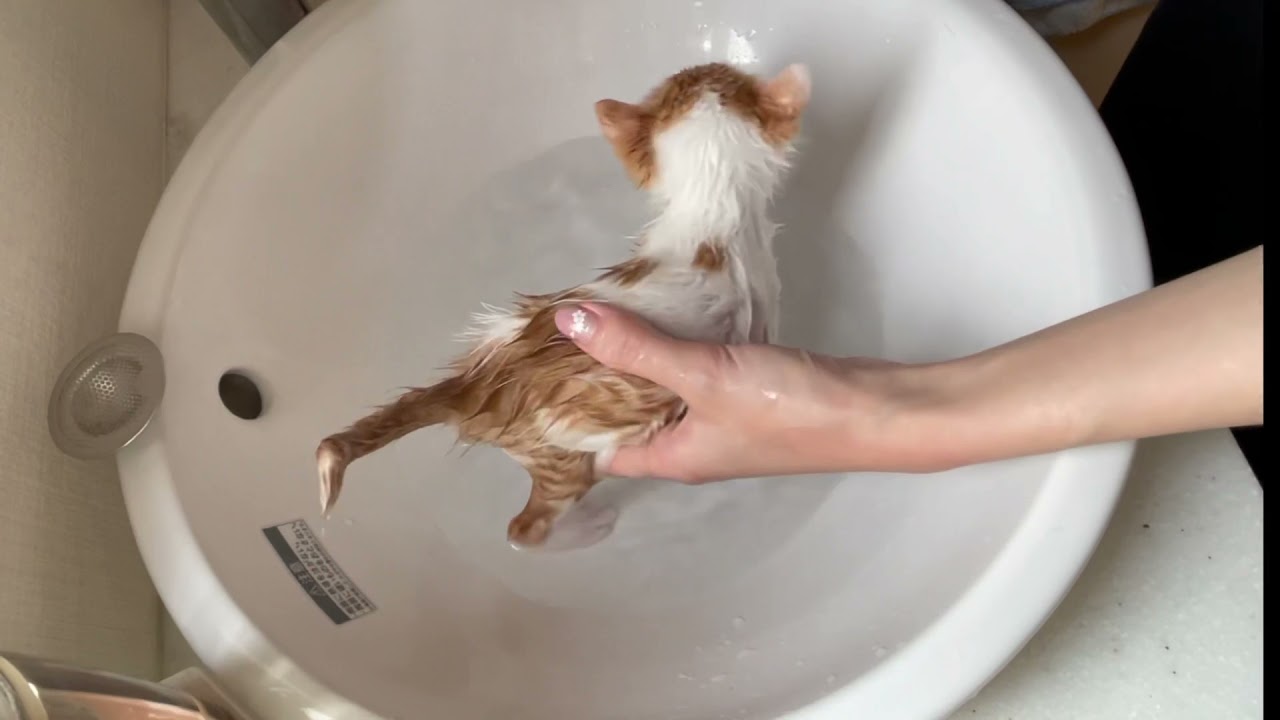 子猫をお風呂に入れてみた！ うに編