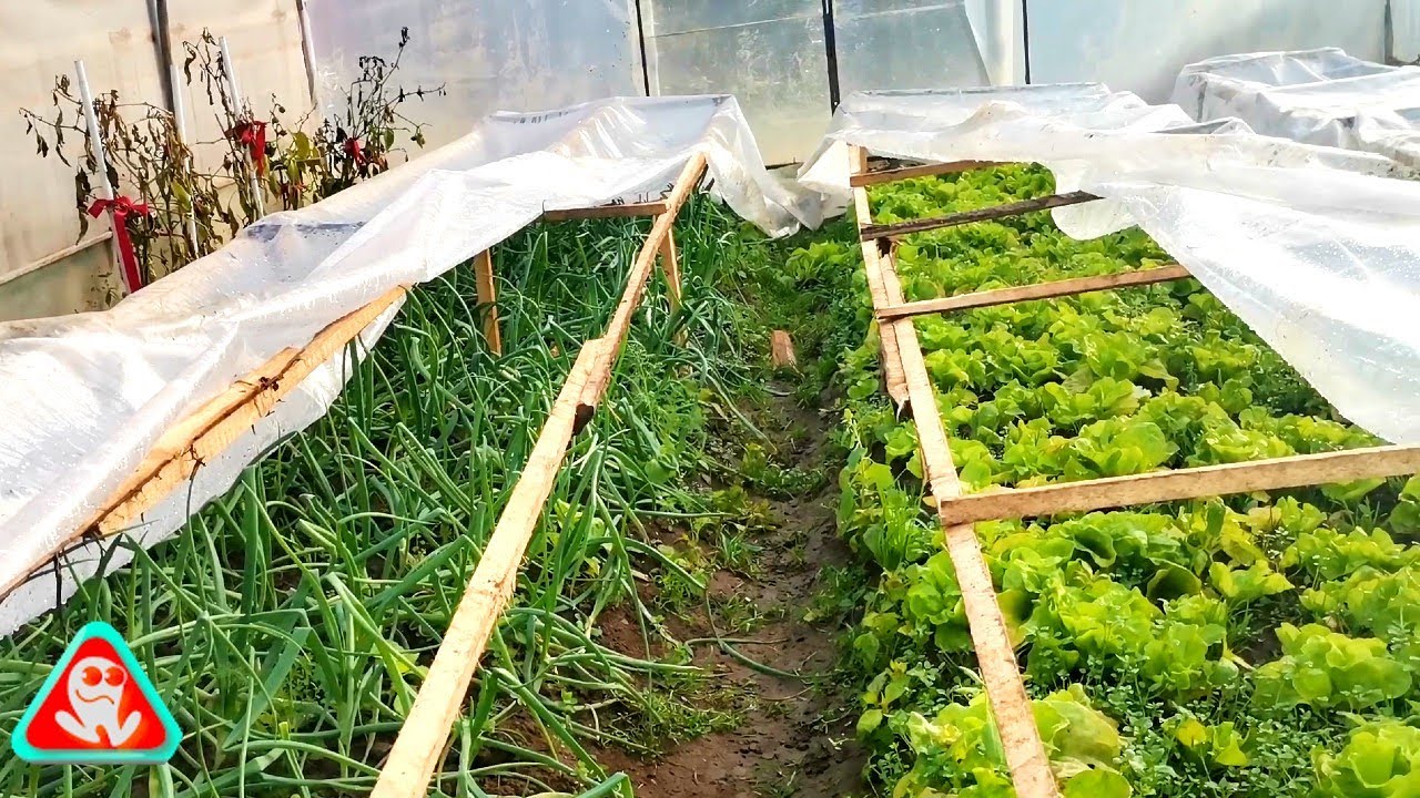 Cultura din solar în Decembrie ....Salată, ceapă , usturoi proaspete pe timpul iernii....