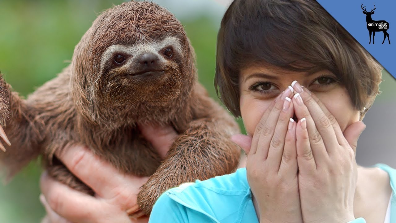 I Met a Sloth and Freaked Out