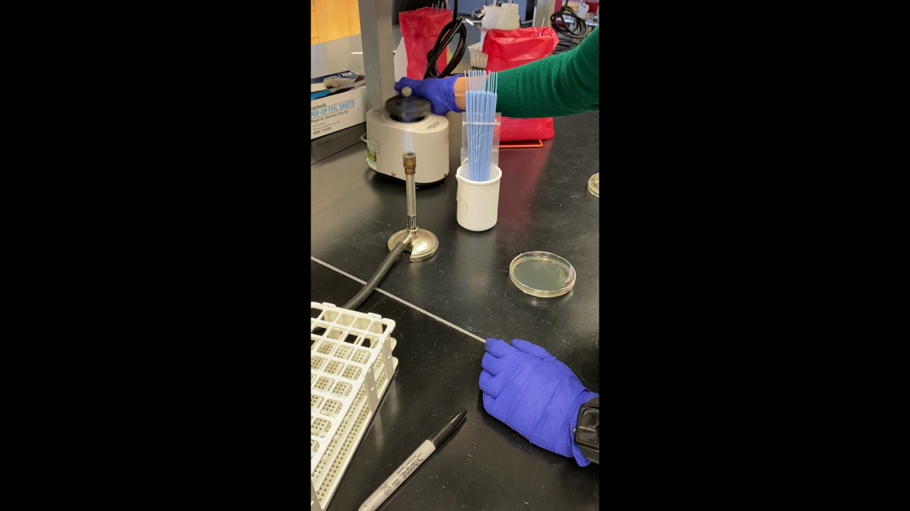 Listeria monocytogenes Lab