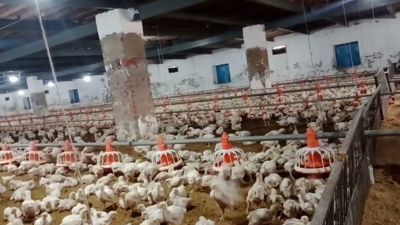 Mashallah Poultry Farm ❤ Mashallah Choza AJ 19 Din Ka Hogya Hai ❤💕💯💯😘😘🔥