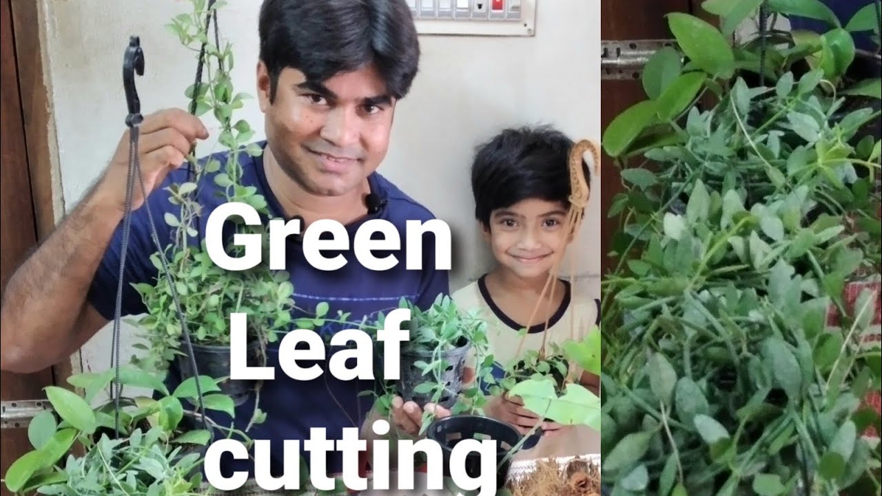 Green leaf cutting / গ্রীন লিফ কাটিং ও নতুন গ্রীন লিফ তৈরী। ডিসছেডিয়া কাটিং।Dischidia cutting