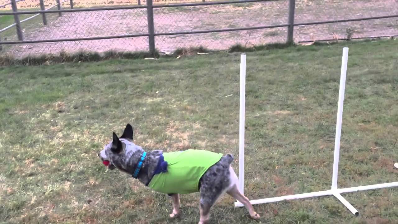 Tyler Triumphant - Re-learning Weave Poles
