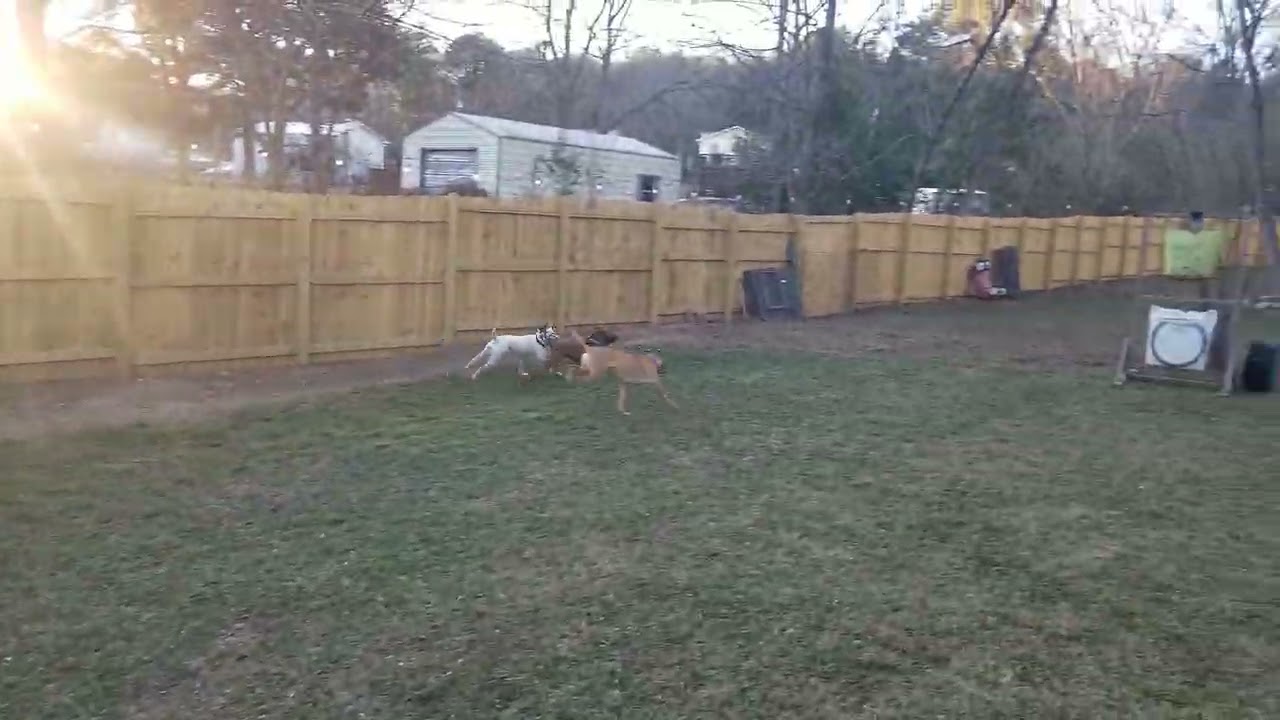 3 Dog - Find their Rhythm - Splash Regulation