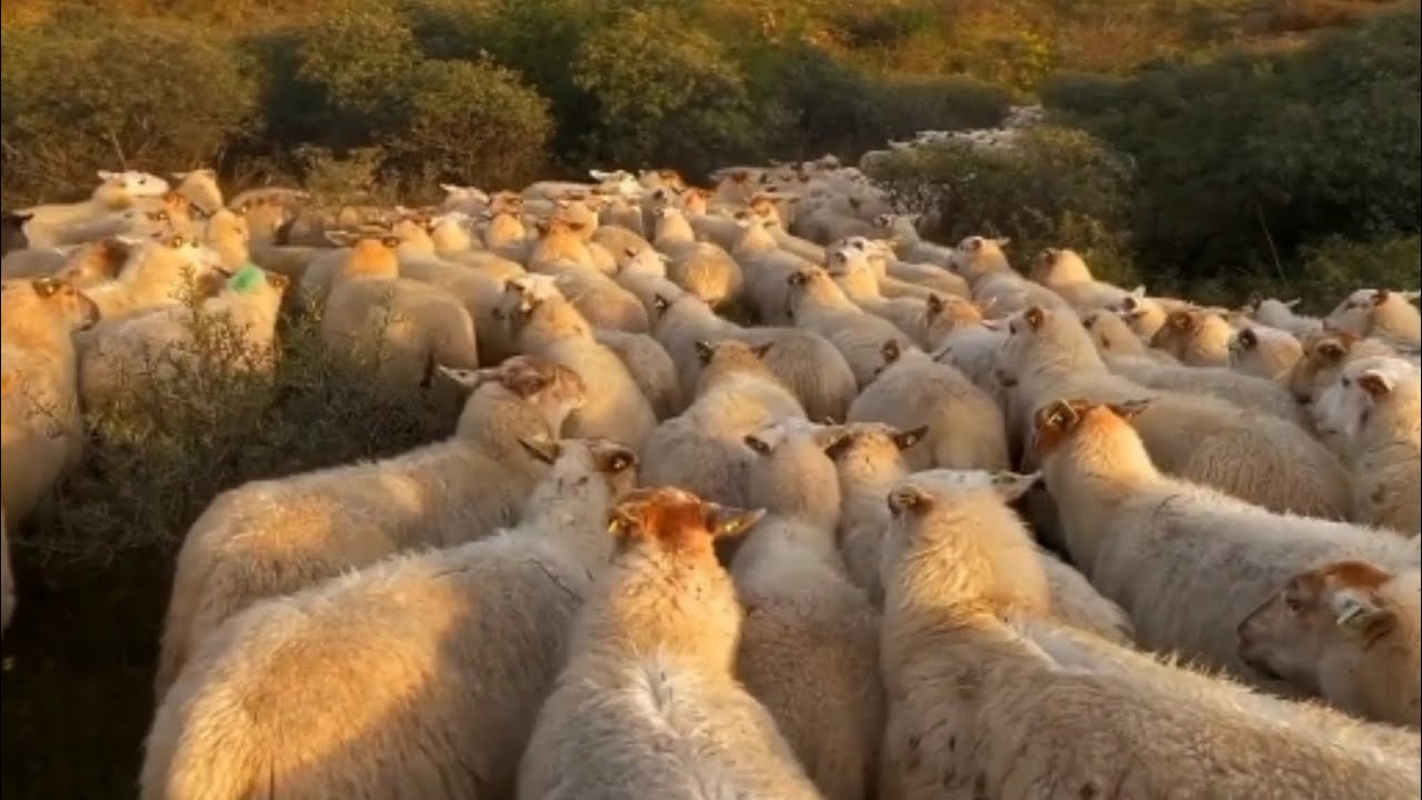 gembala Domba Merino !!? Shaun the sheep dunia nyata..!!! jadi aktifitas sehari-hari