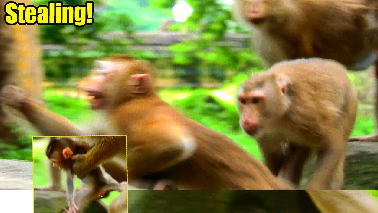 BREAKING H-EART! KATRINA STOLE THE BB RAINBOW FROM LIBBY AND RAN UP TO THE TREE.