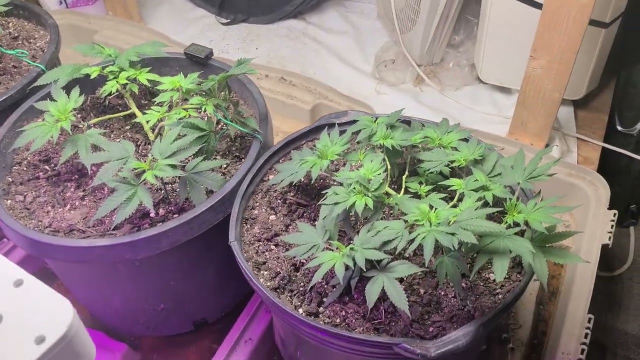 How to slow down your veg
