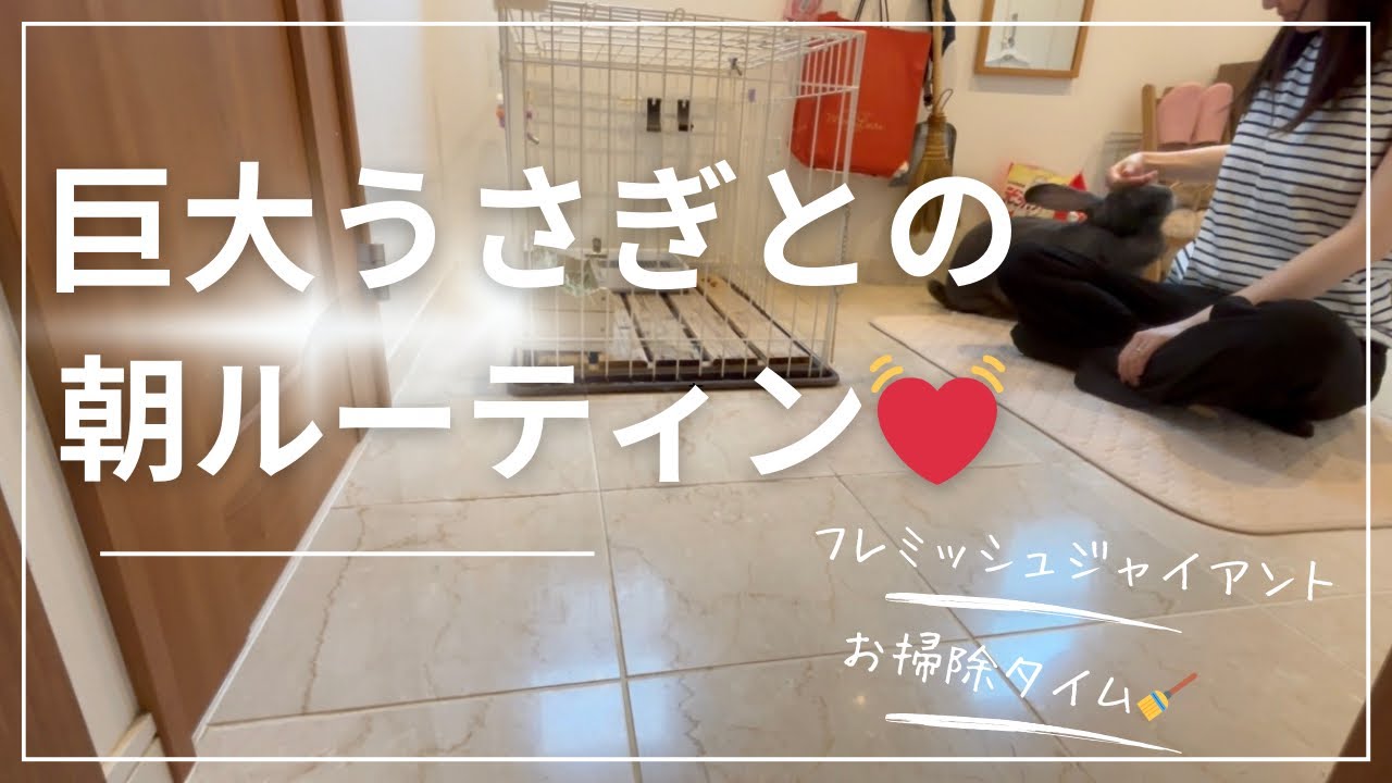 巨大うさぎとの朝ルーティン☀️*ﾟお掃除は大変だけど。。。その後のご褒美が可愛すぎる💓