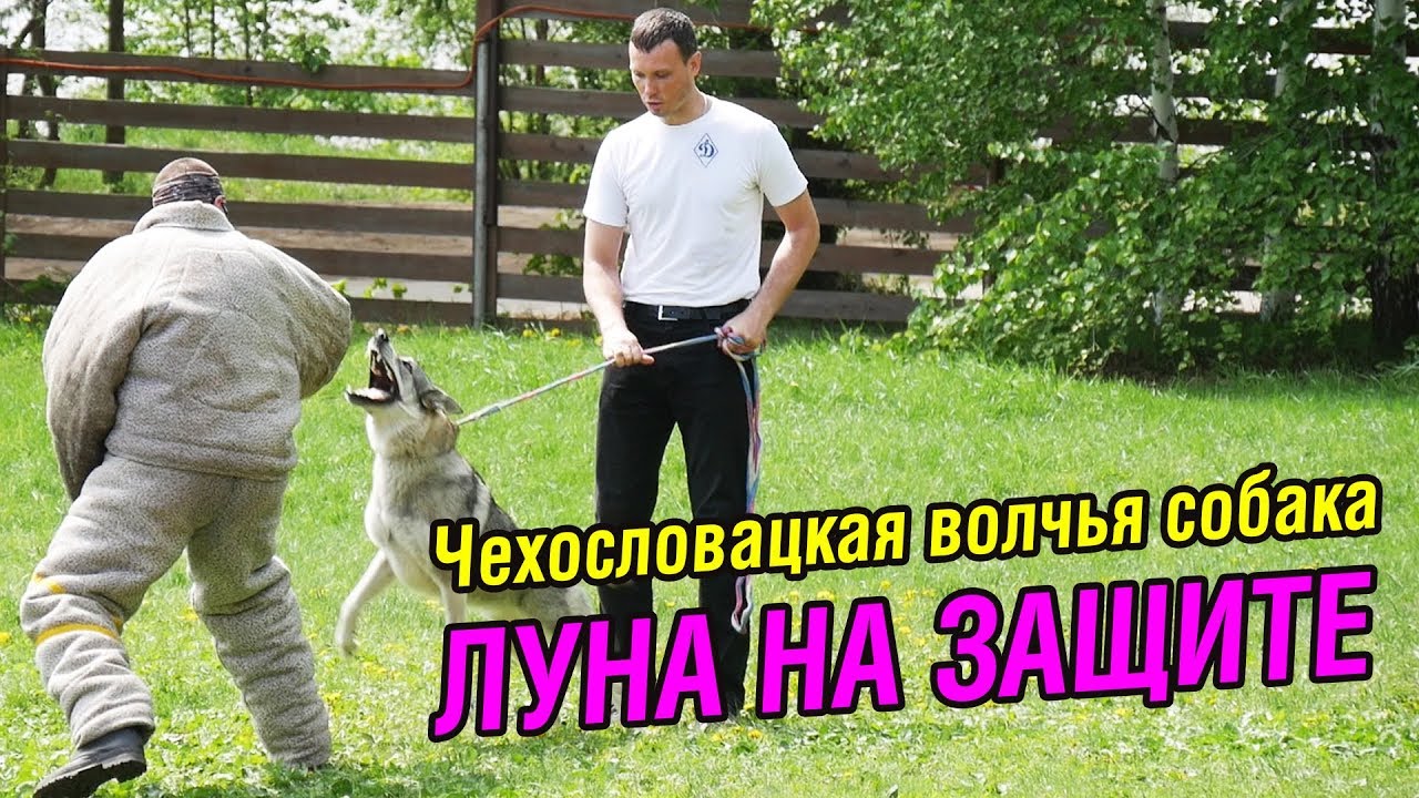 Чехословацкий влчак Луна на защите | Занятия ЗКС