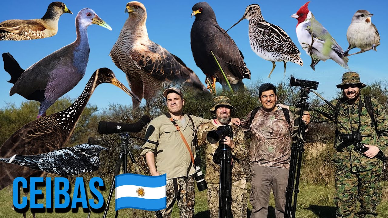 AVES DE CEIBAS (ENTRE RÍOS) | ARGENTINA | OBSERVANDO CON CANALES AMIGOS | PARTE 3 |
