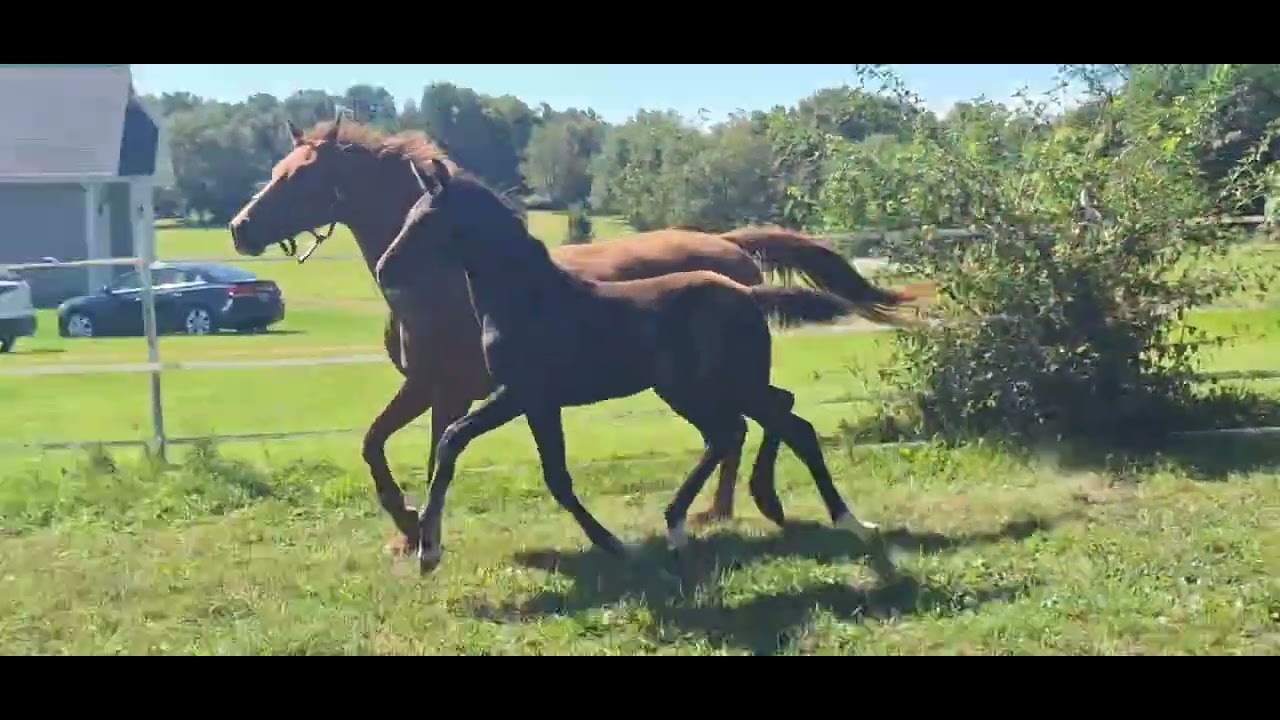 Vpower/Jazz/Metall filly