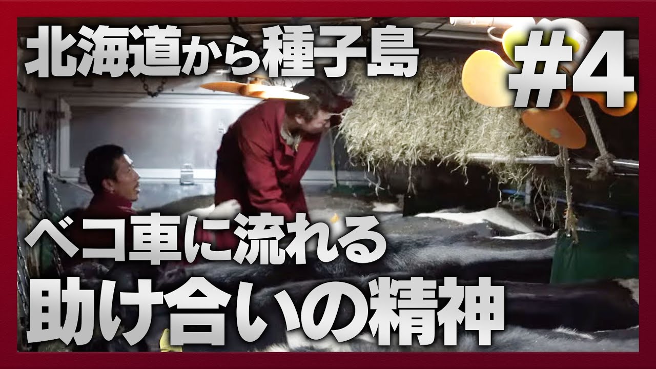 【長距離家畜車輸送完全密着#4】牛と自己を管理しながら走り続けるベコ車