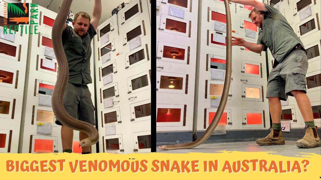 Is This Australia's Largest Venomous Snake? | Australian Reptile Park