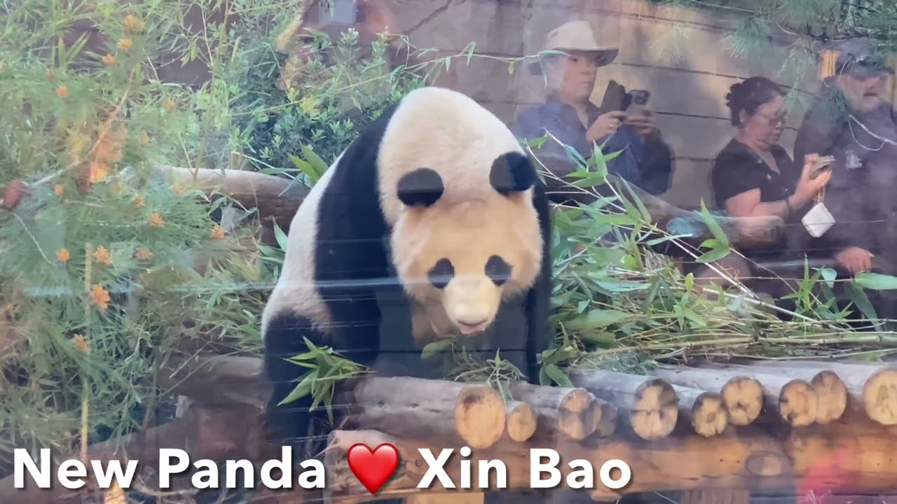 Zoo Master - Pandas and Bears $