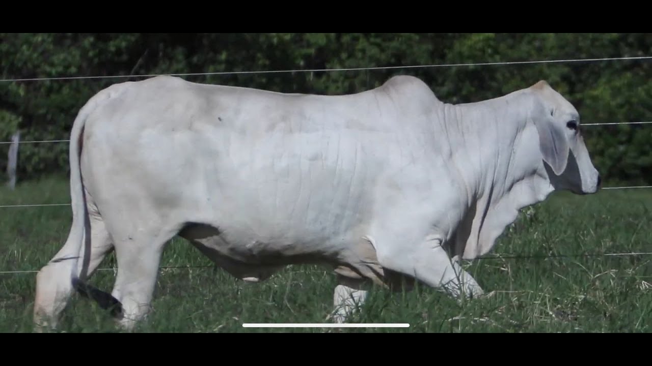 LOTE 18 - F&Ecirc;MEA PRENHE - RGN: WFGP 14