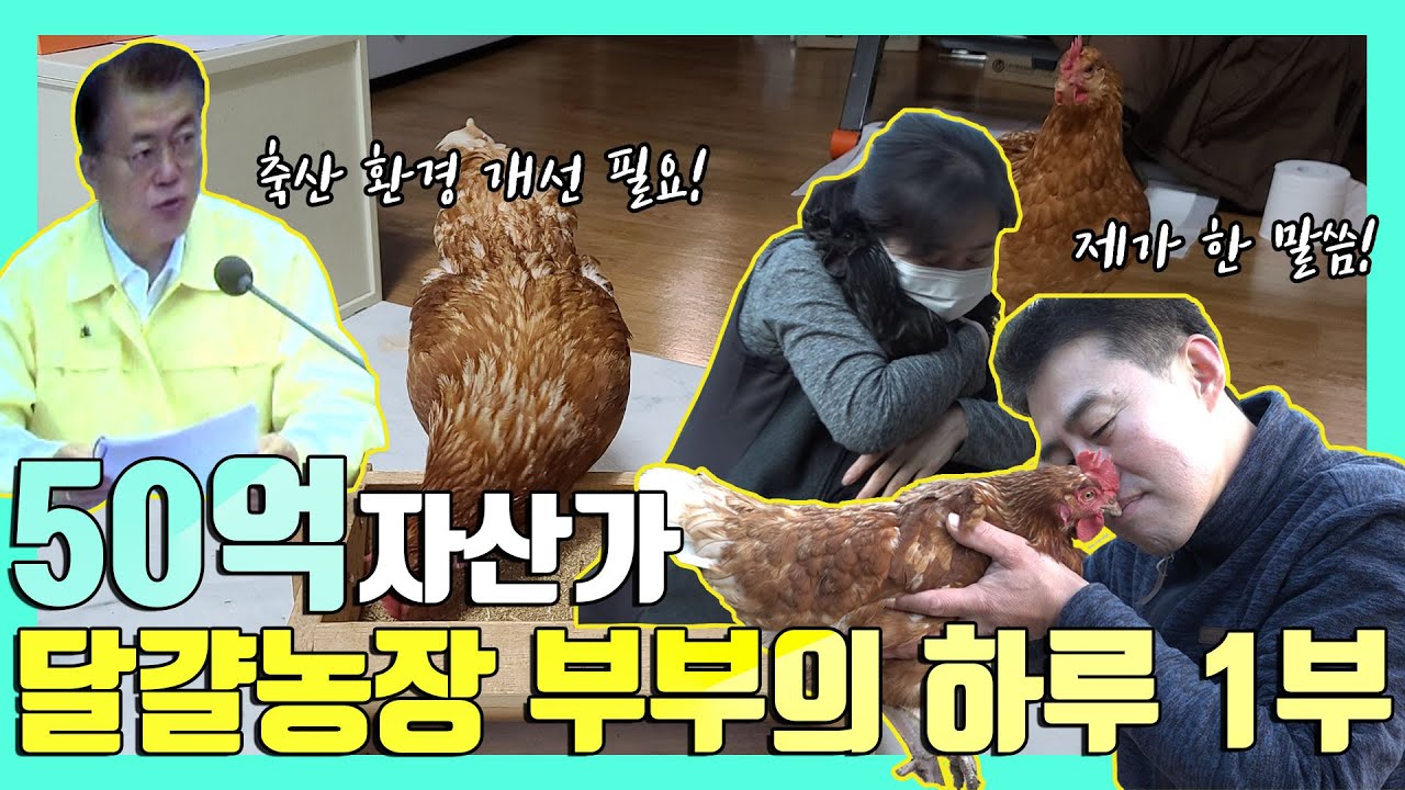 [KTV X 농정원]집에서 닭육아를....? 친환경 축산을 고집해 온 닭아빠에게 생긴 일! 50억 자산가 각현 씨의 하루 1부