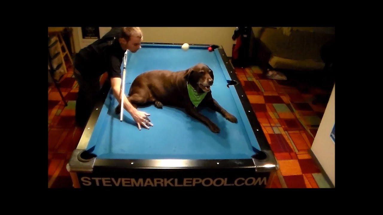 Steve Markle: Amazing Pool Trick Shots