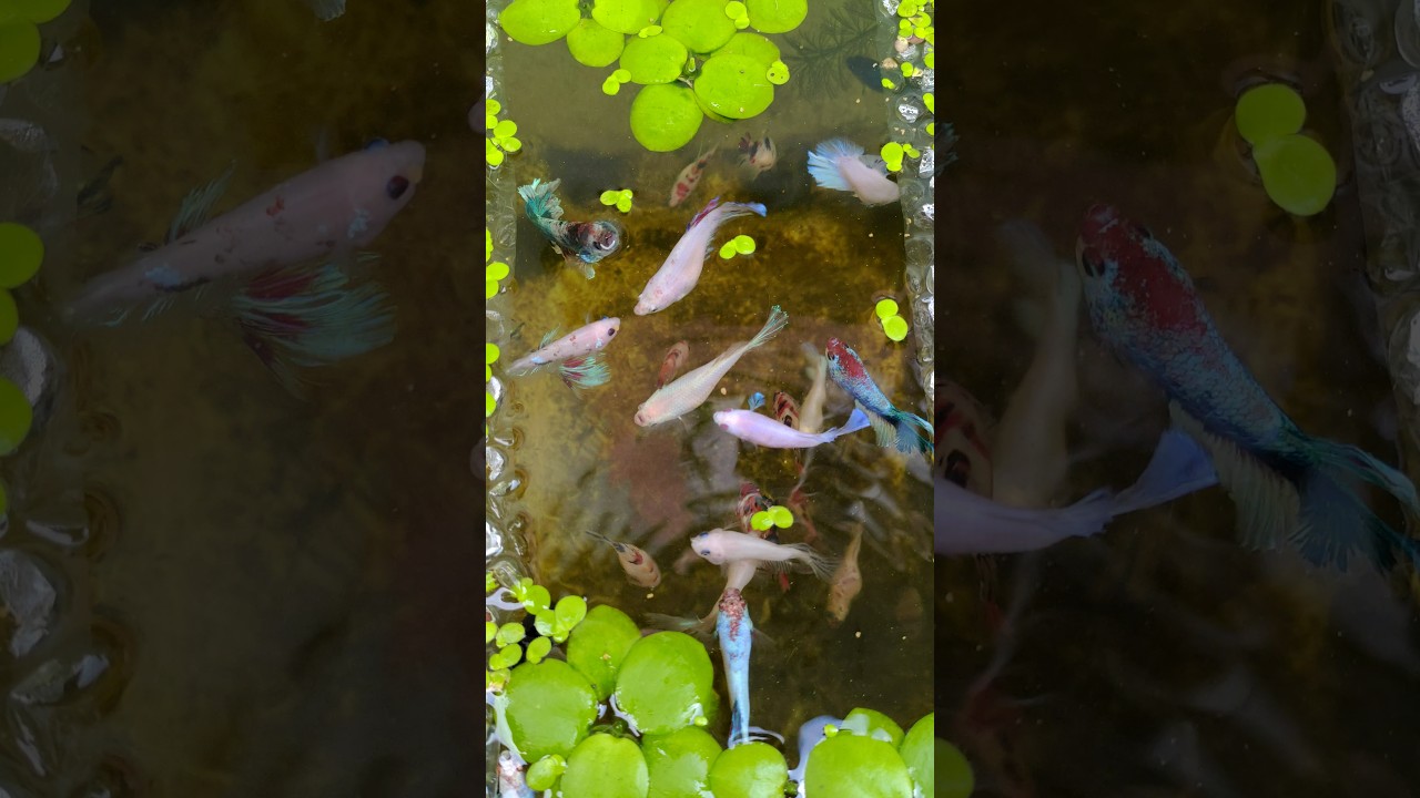 Betta fish pond #betta #bettafish #fishpond #guppy