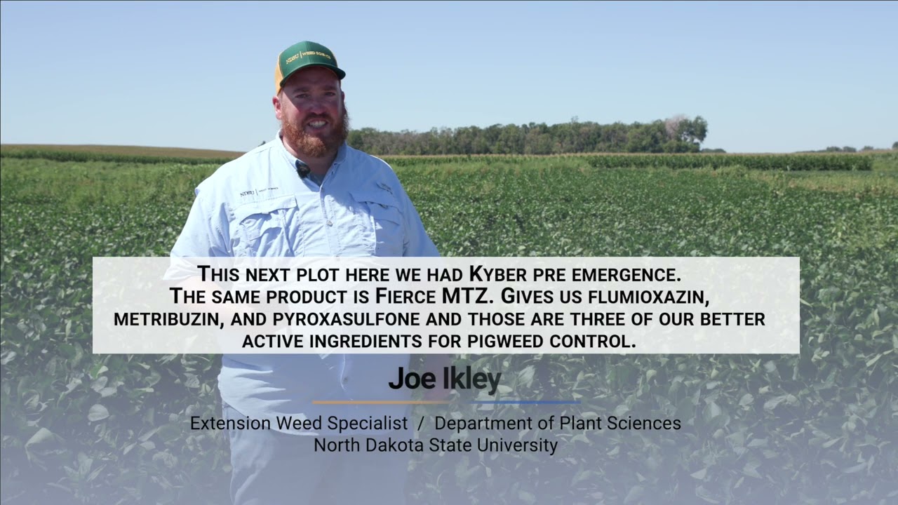 Palmer Amaranth Control in soybeans by Dr. Joe Ikley, Extension Weed Specialist at NDSU