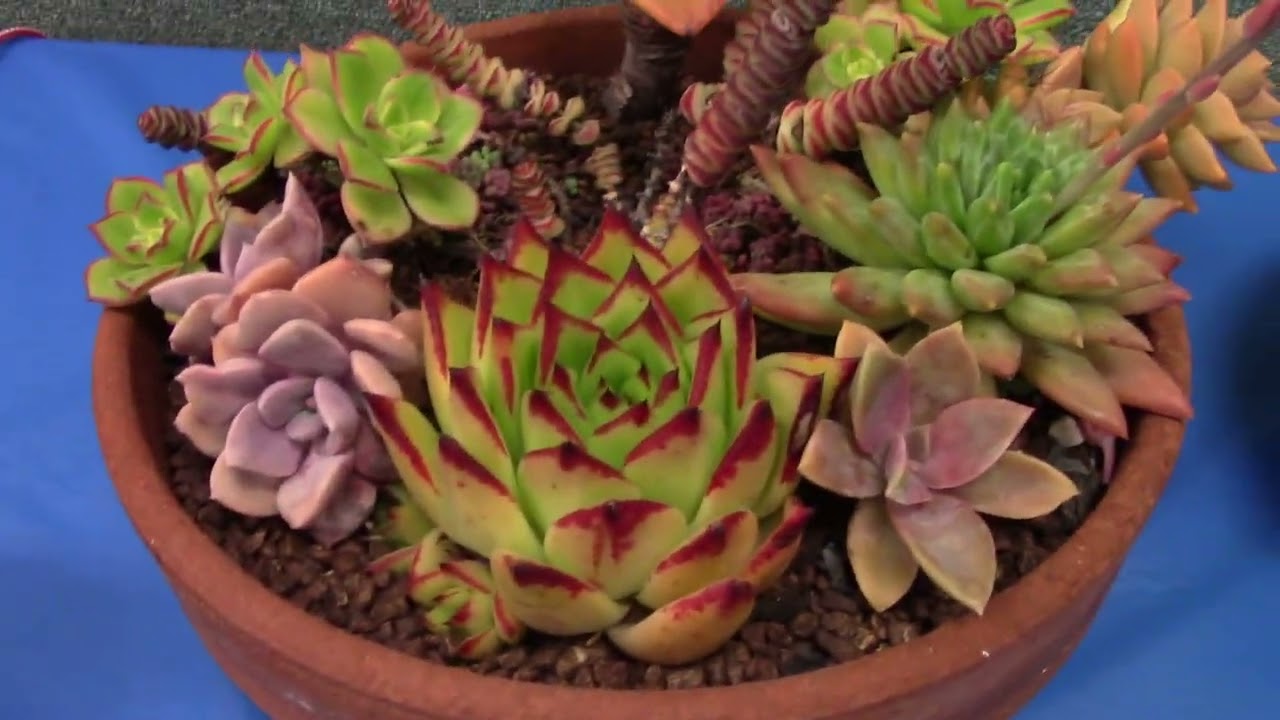 San Diego Cactus & Succulent Society Summer Show 2022 Pt. 6/6
