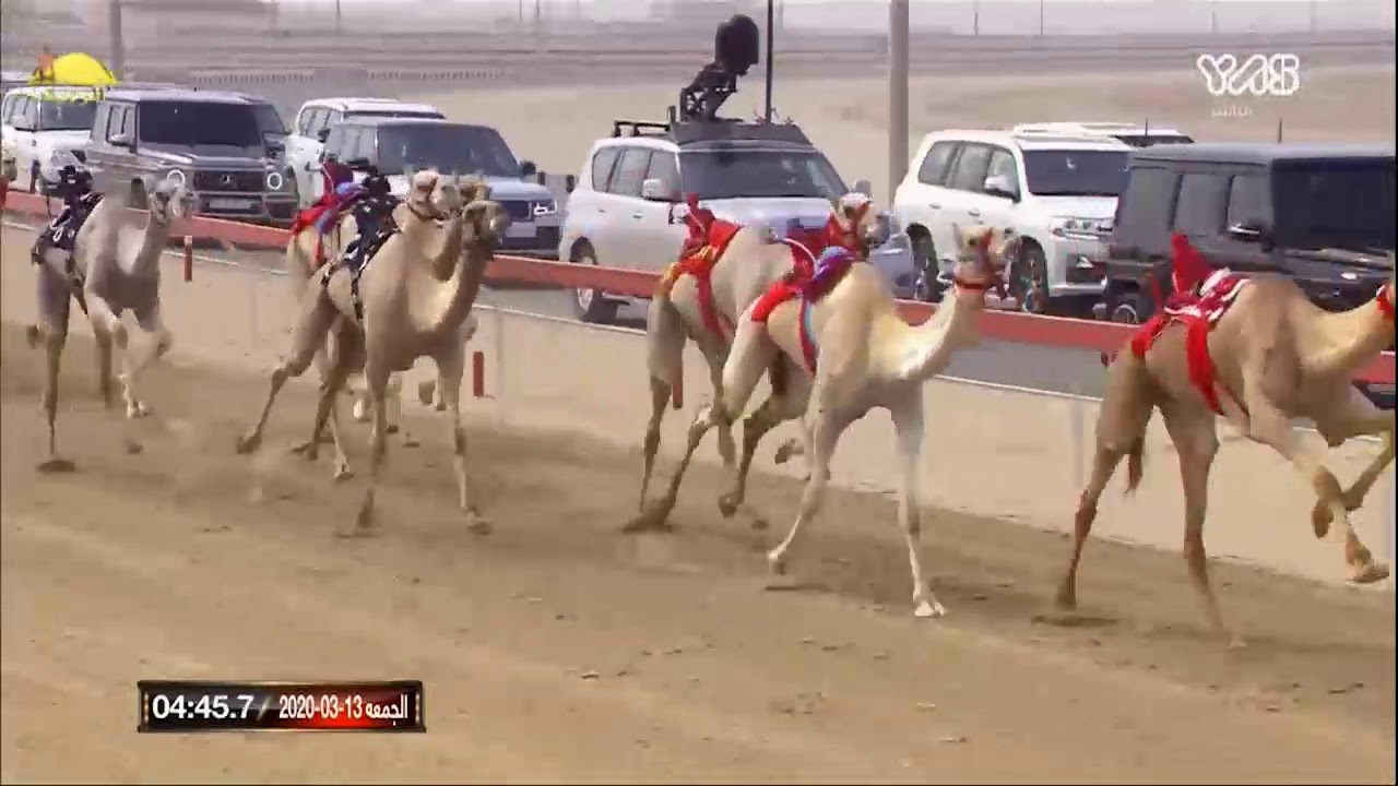 الشوط 1 (ايجاد) لـ هجن العاصفة 7:03:02 , ختامي الوثبة 2020/3/13 لقايا مساء