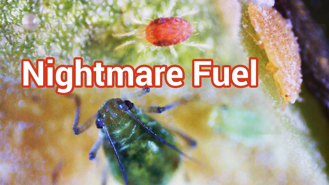 Common Houseplant Pests Under a Microscope