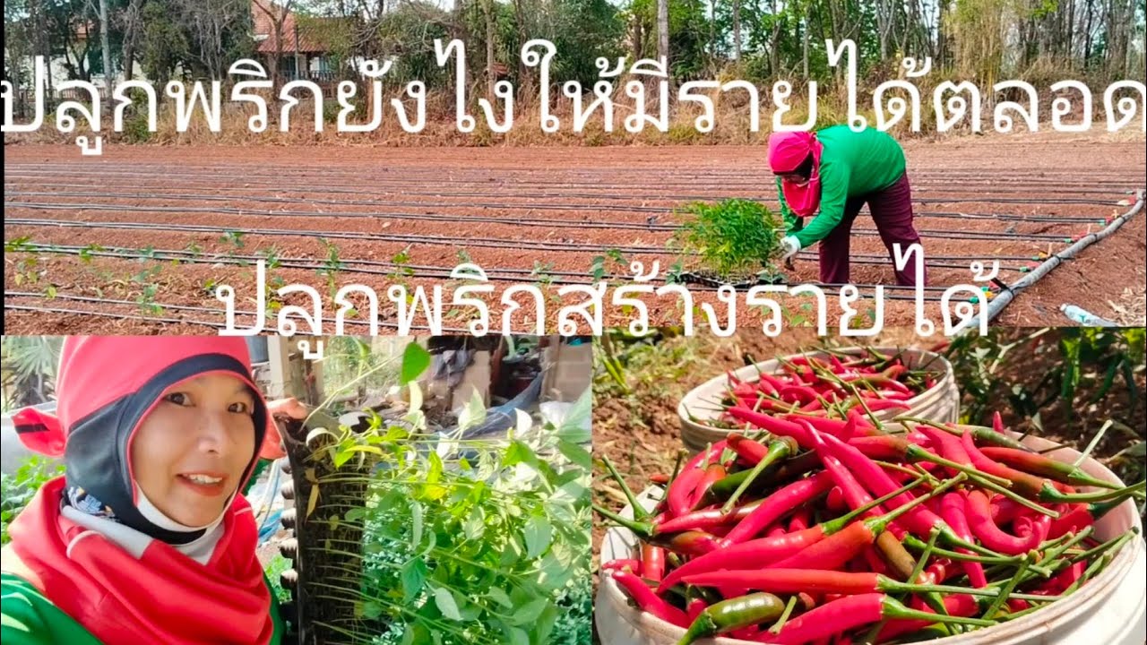 ปลูกพริกอีกรุ่นหนึ่ง#ปลูกพริกสร้างรายได้ 